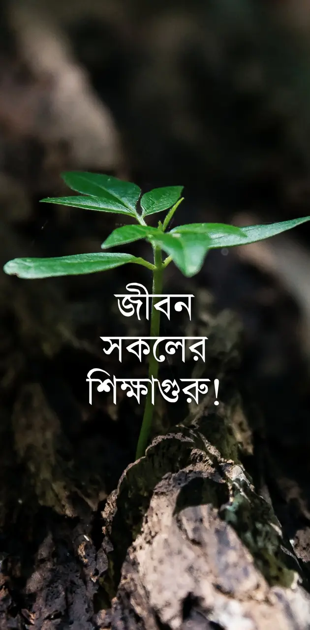 Bengali life quote