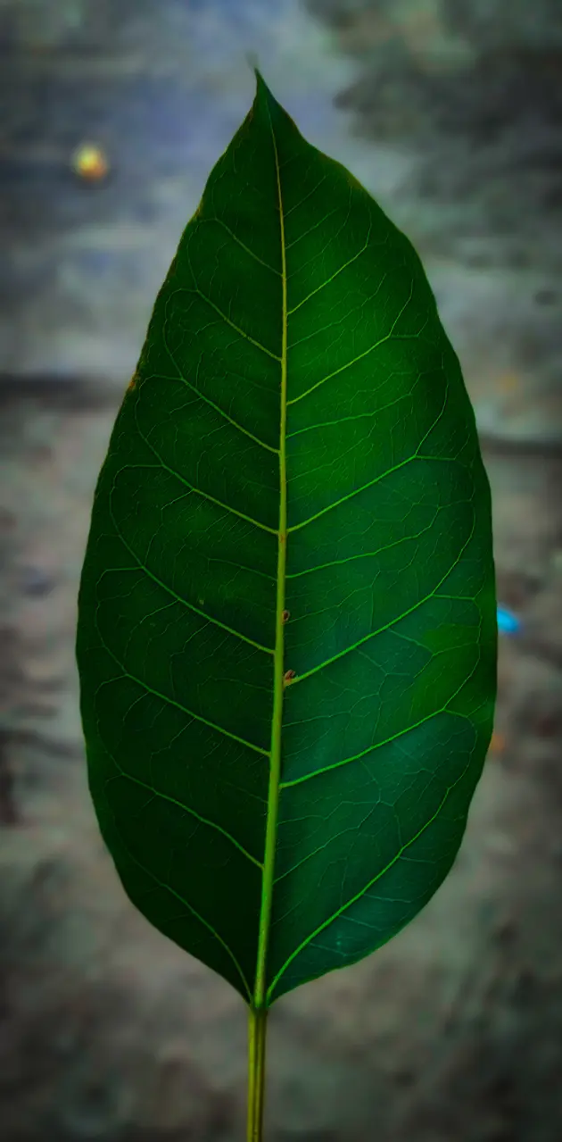 Dark Green Leaf