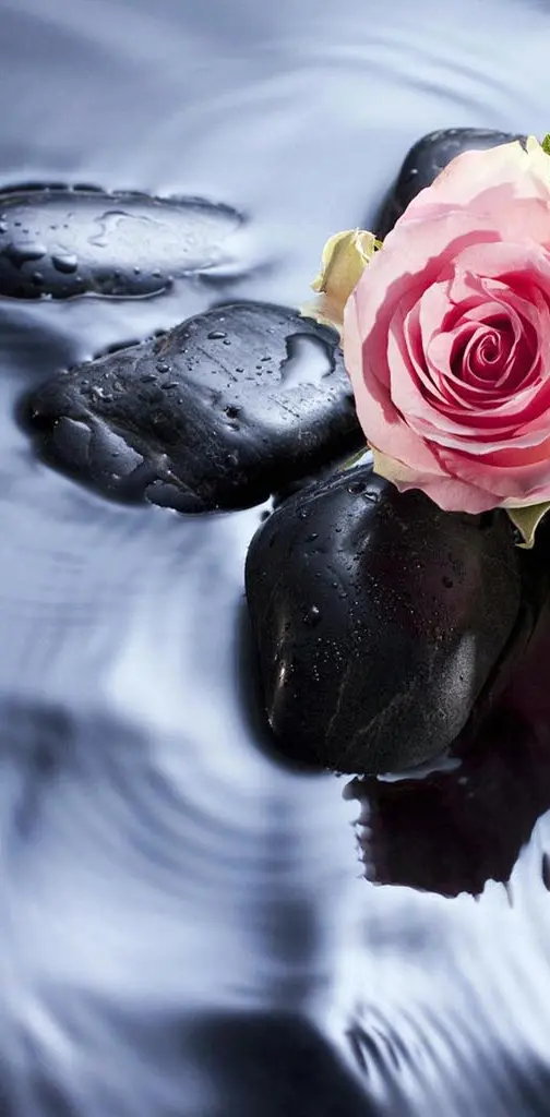 Roses in water