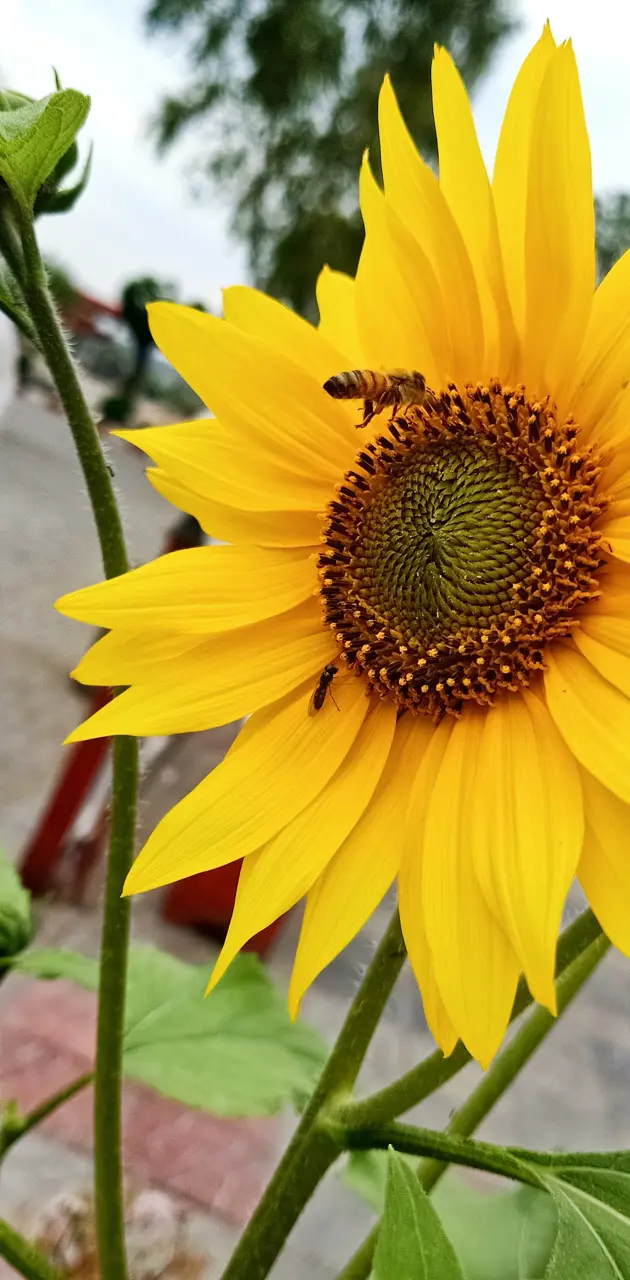 Sun Flower With Honey 
