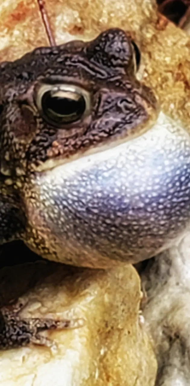 A toad calling its mat