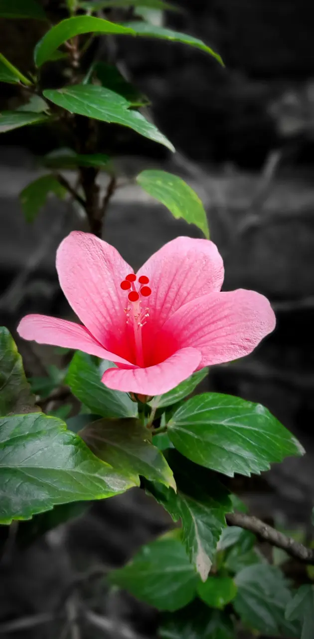 Floral Beauty-Hibiscus