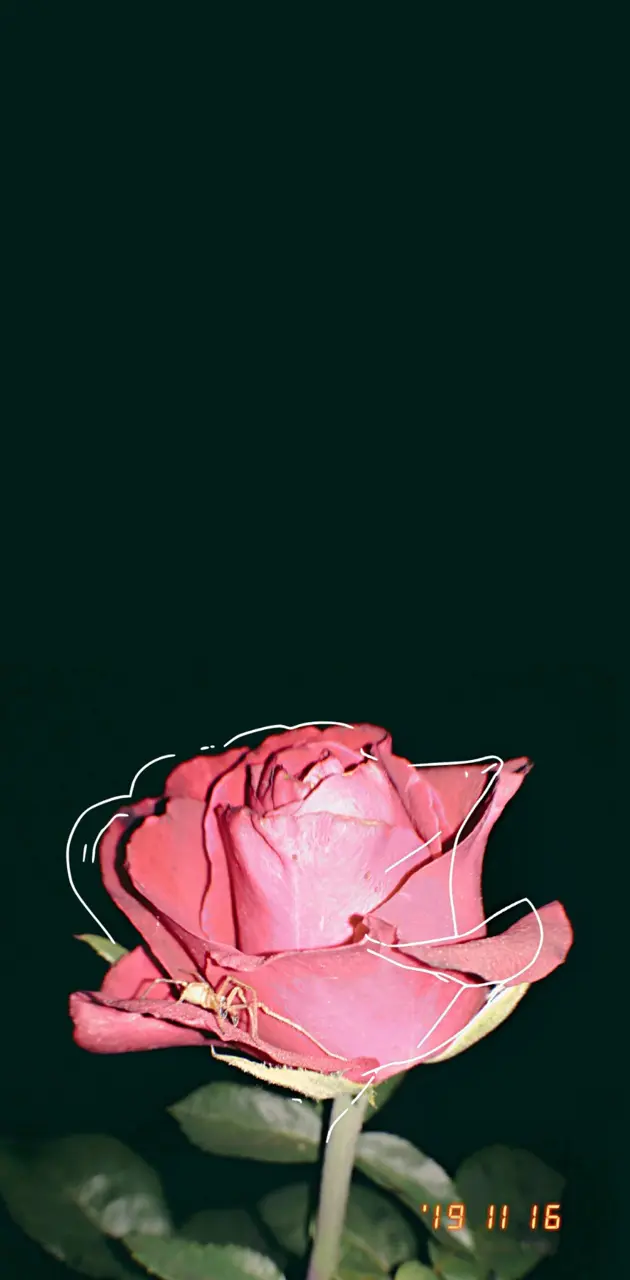 Rosa me la rosa