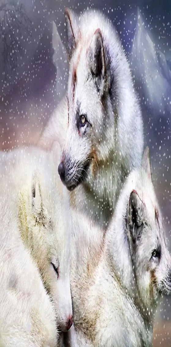 Beautiful  Wolves