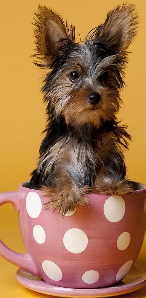 Dog In Tea Cup