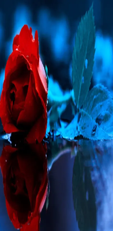 Reflected Red Rose