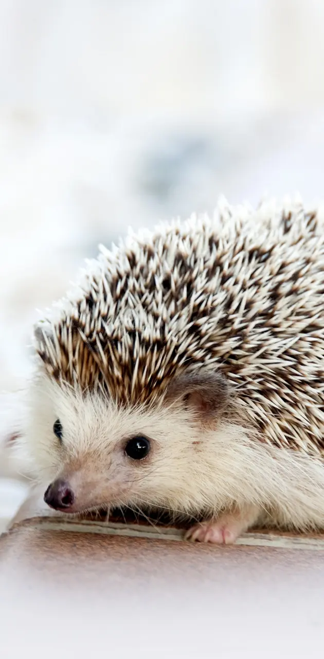 Hedgehog 