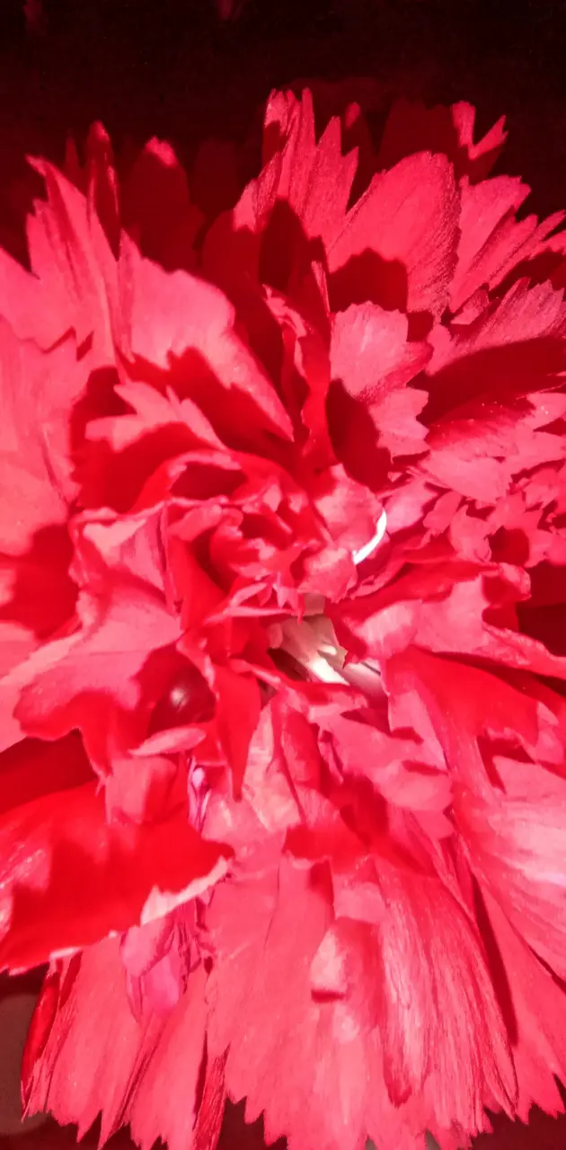 Red rose petal