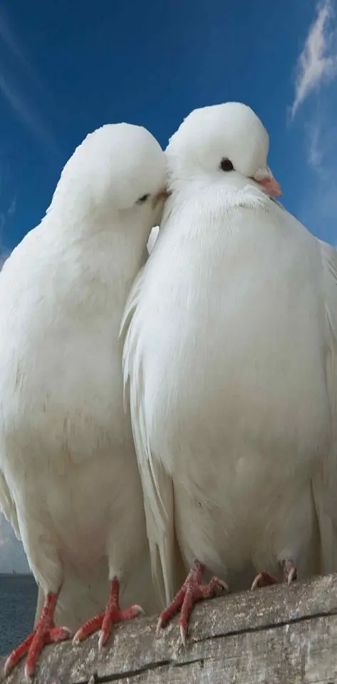 Pigeon love