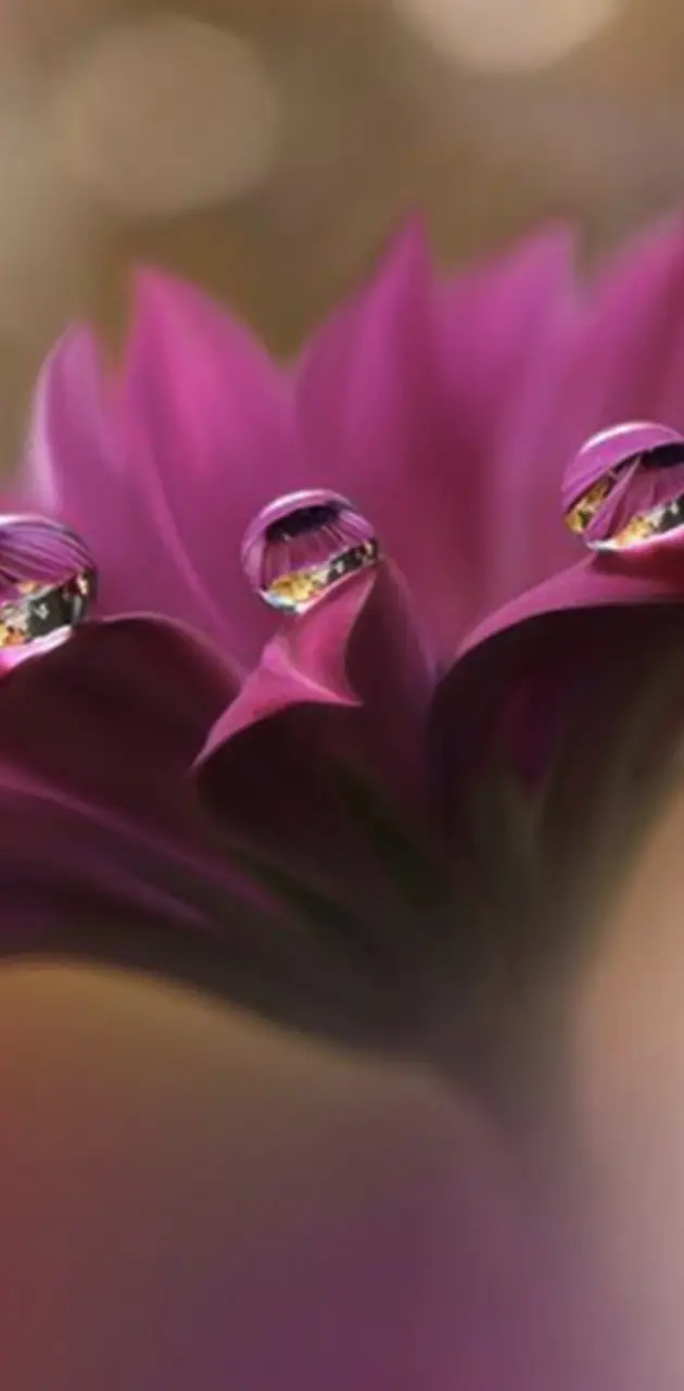Flower And Drops