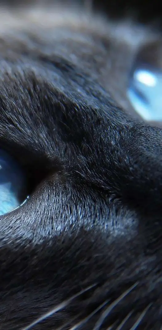 Nice blue cat eyes