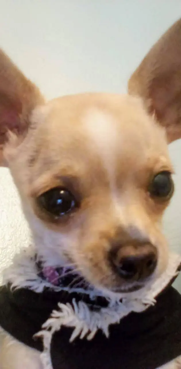 Christmas Chihuahua 