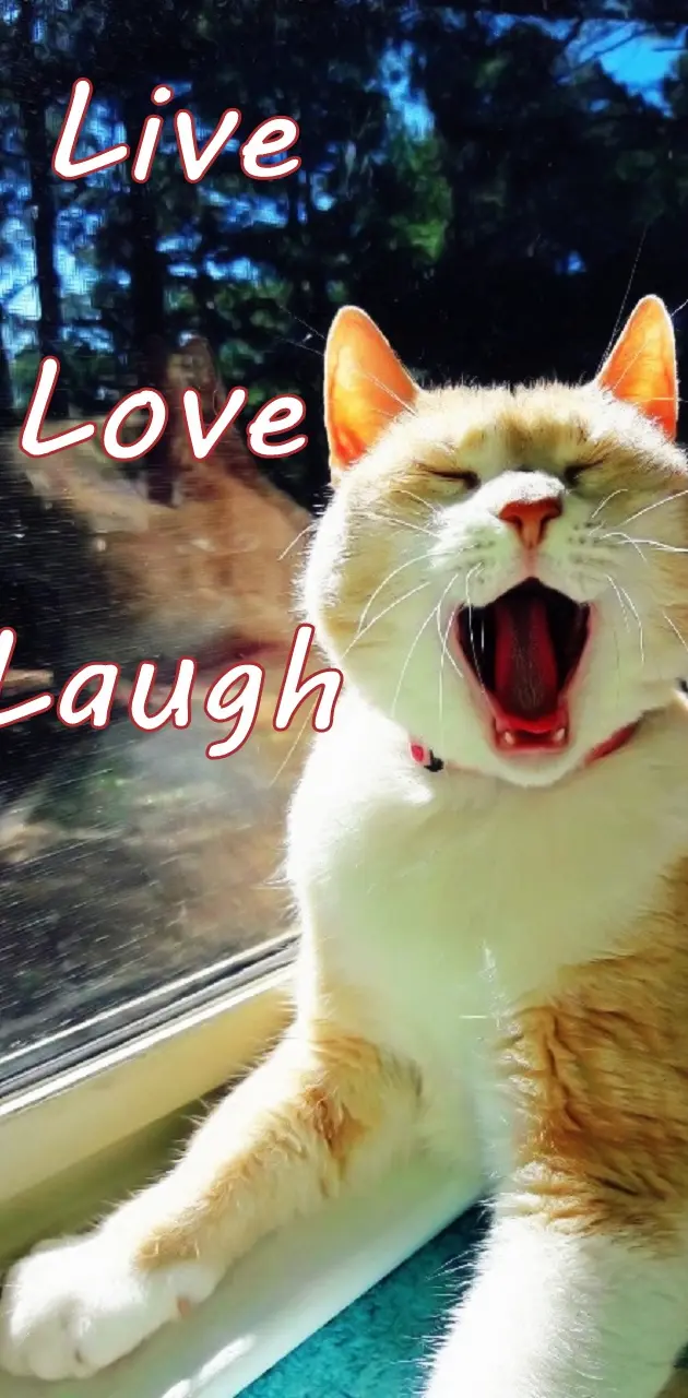 Live Love Laugh Cat