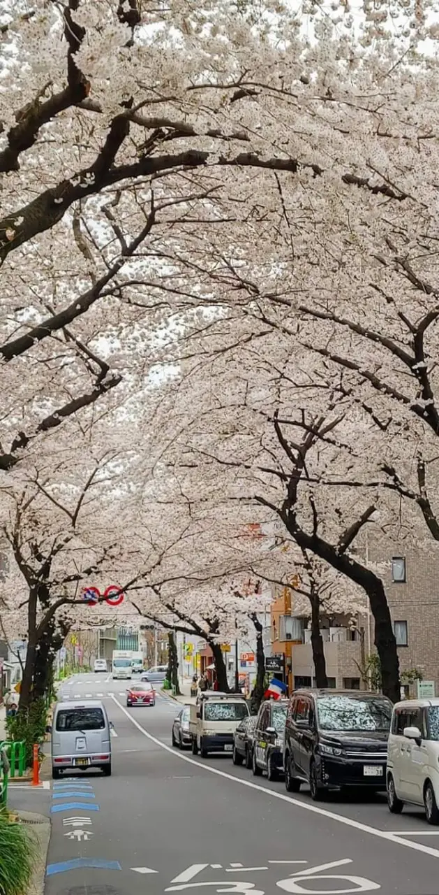Spring in Tokyo 