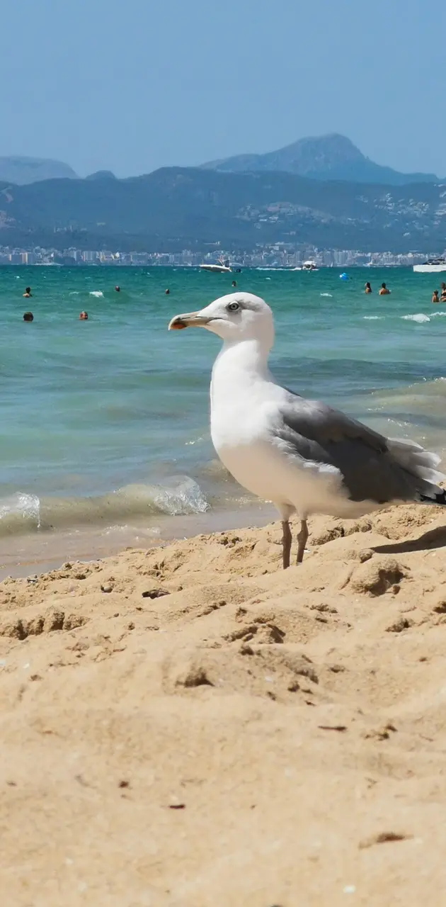 Mallorca seagull