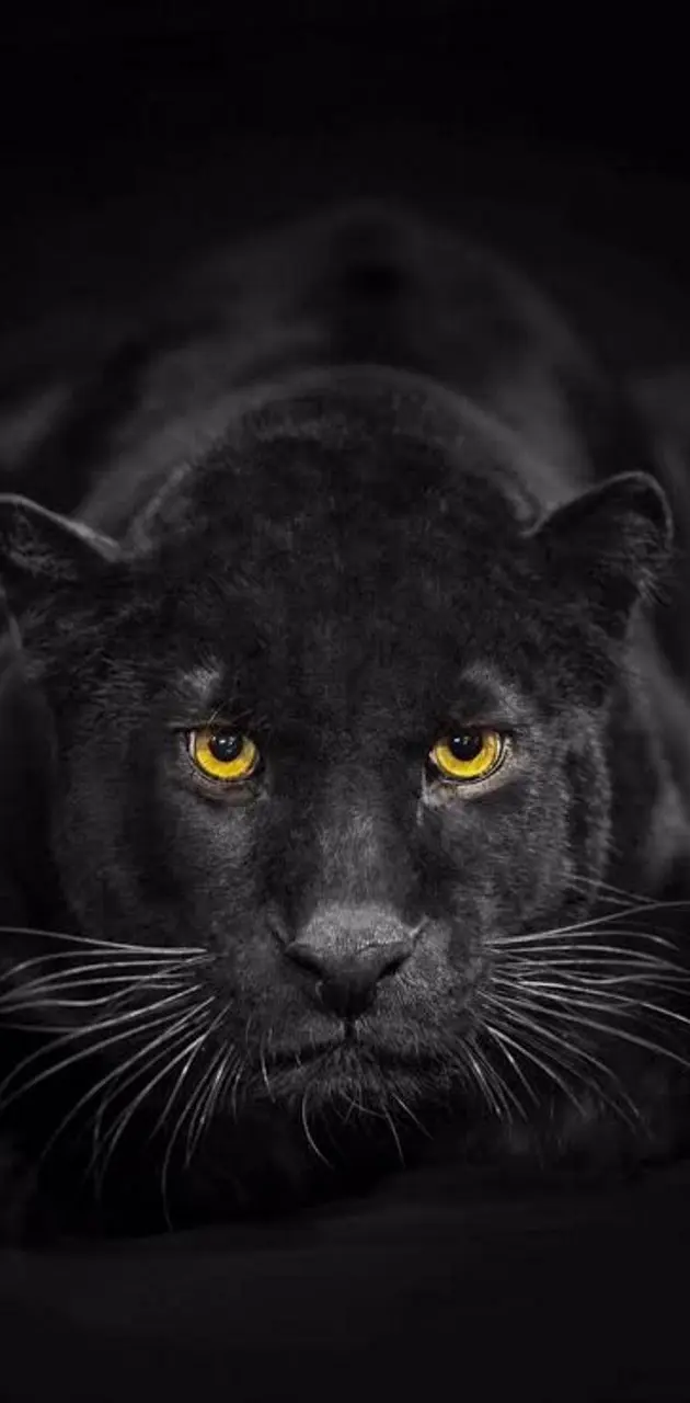Black Panther 