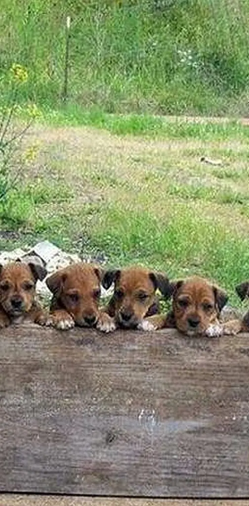 Puppys in a row