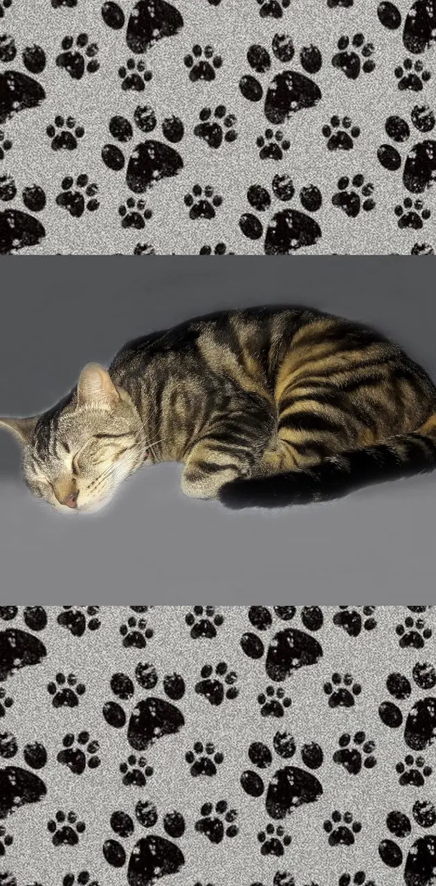 Marbled Tabby -pets