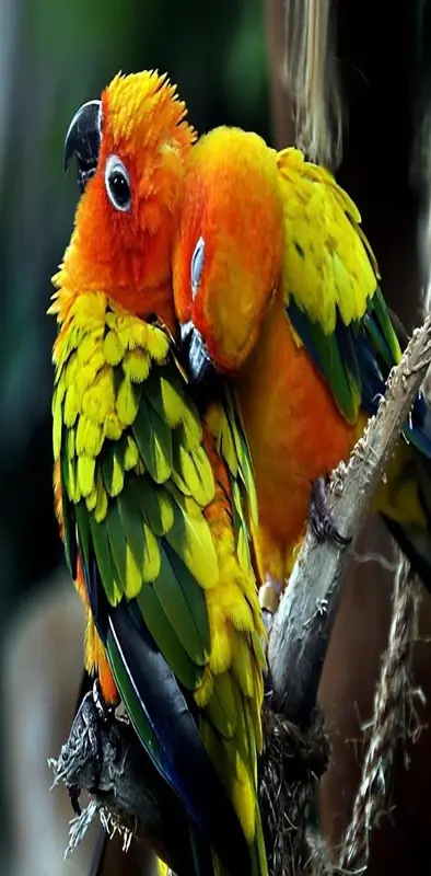 Love Parrots Couple