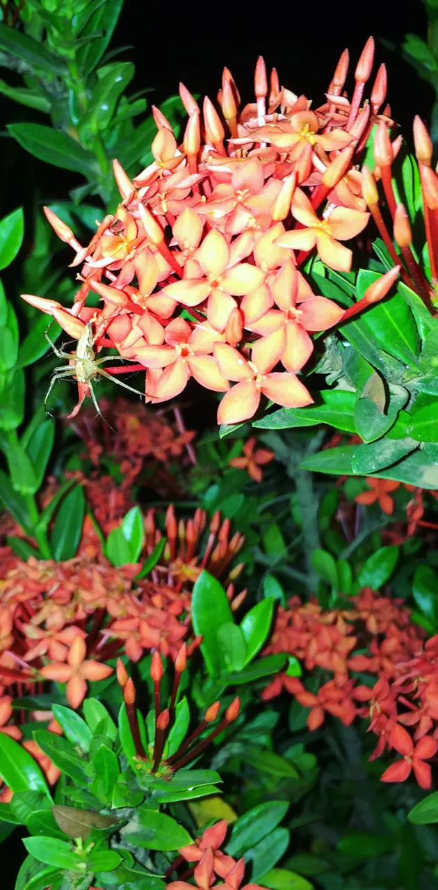 Flower Rifki Subhan