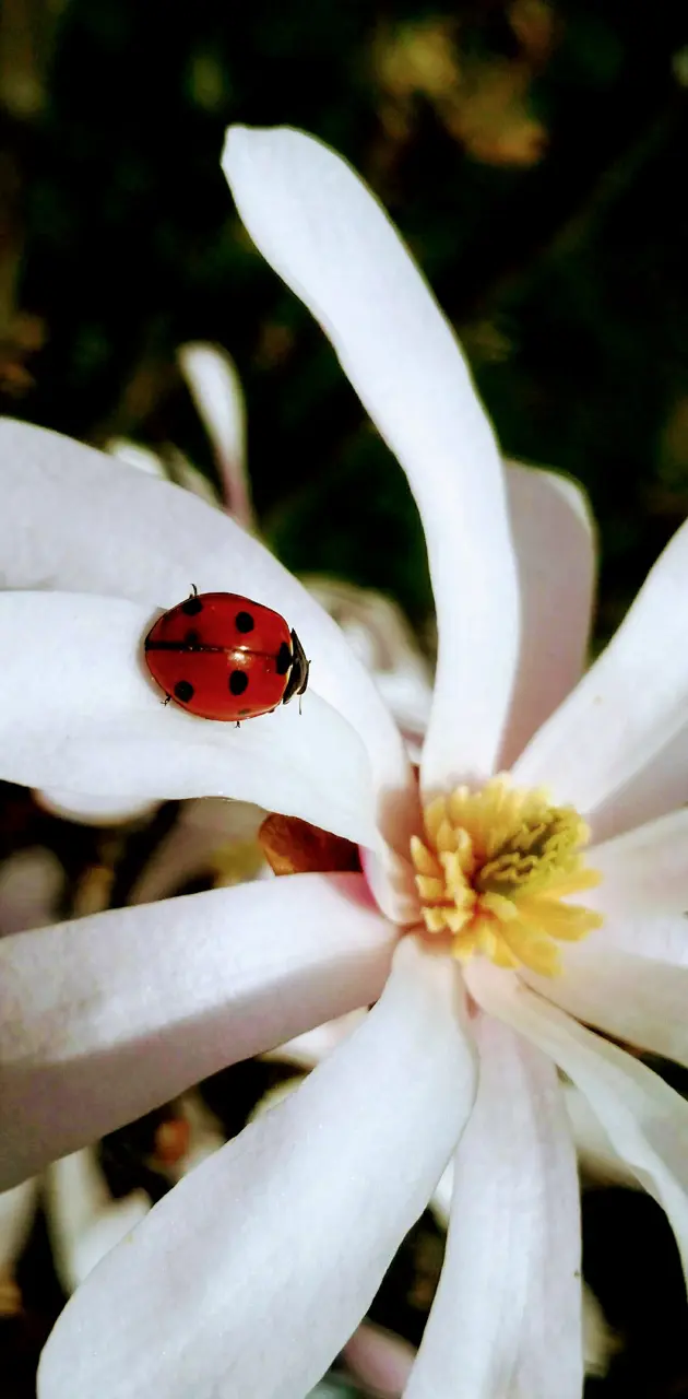 Ladybug on Flower 