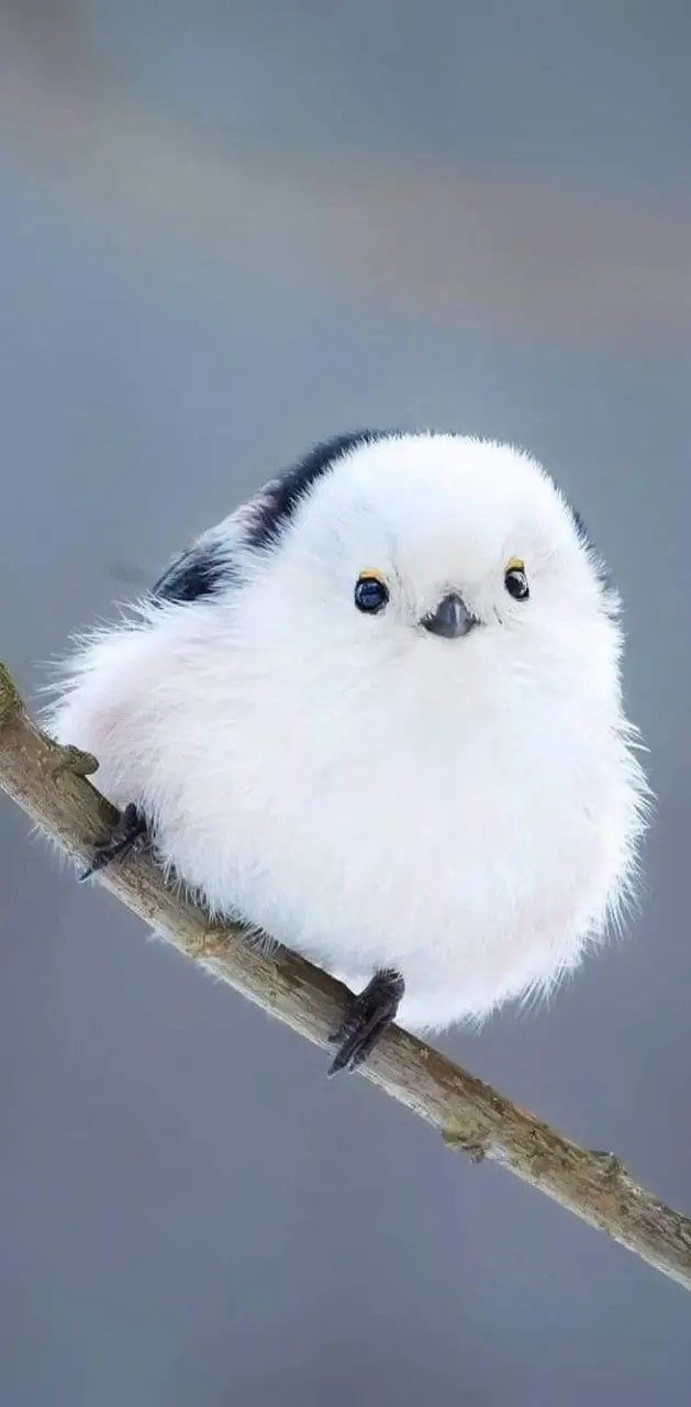Fluff Birdie