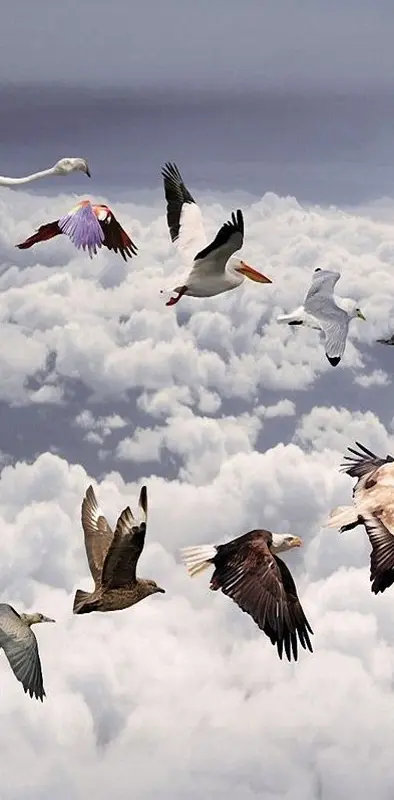 Birds In Sky