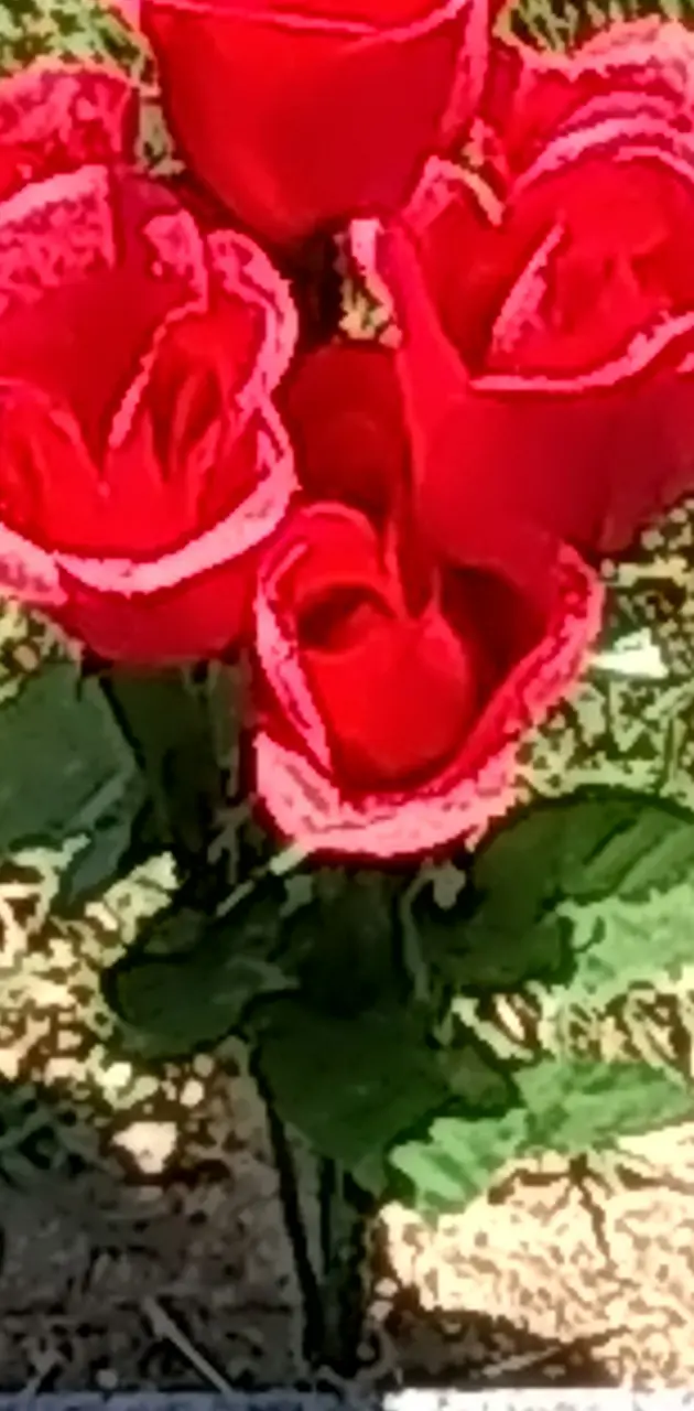 Memorial roses