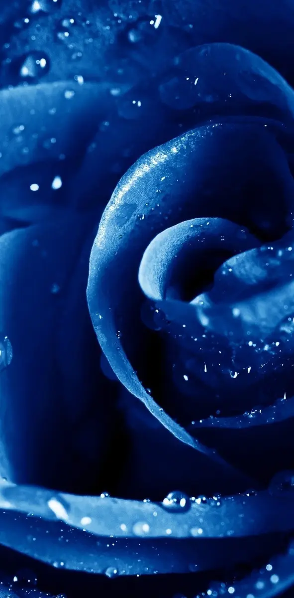 Drops in Blue Rose