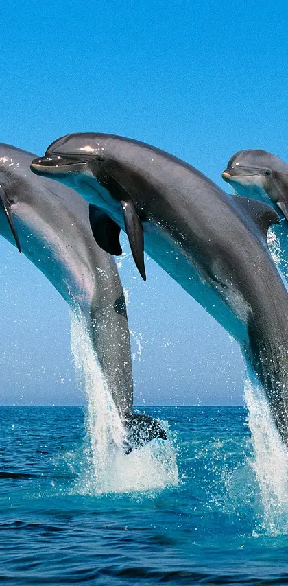 Dolphin-blue-hd