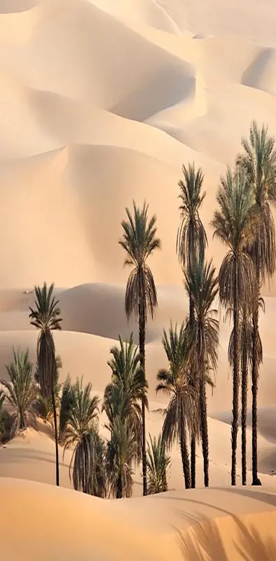 Palm in Desert