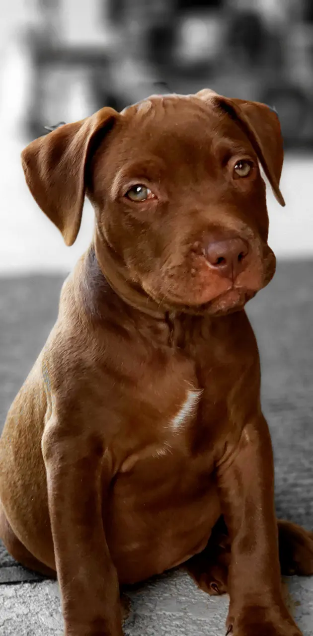 Pitbull puppy 