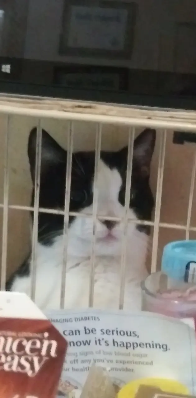 Jailed cat 