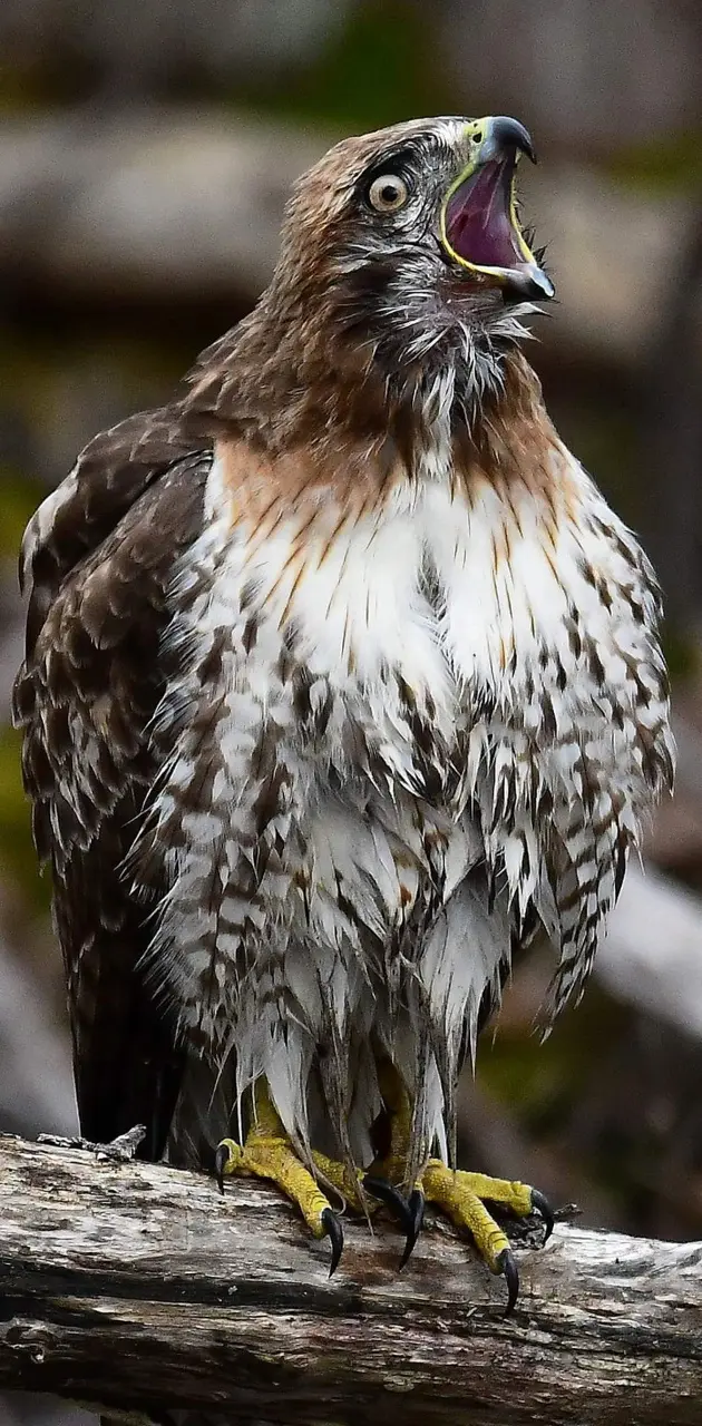 Surprised hawk 