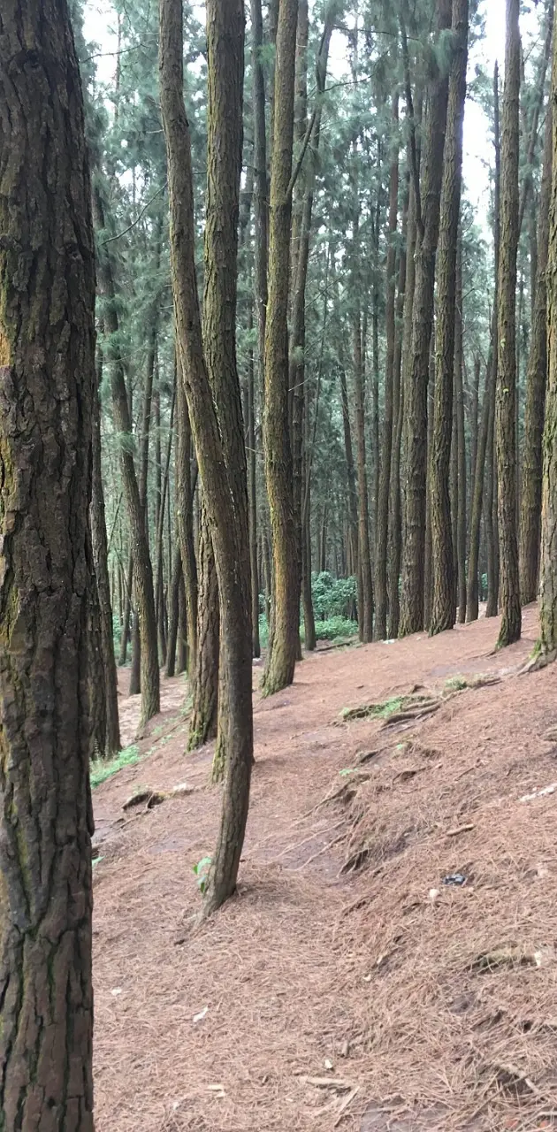 Pine trees munnar
