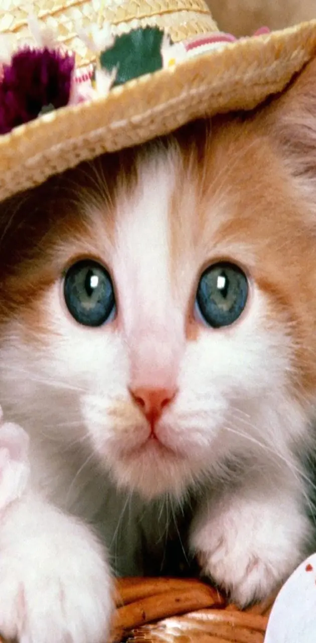 Cute Little Cat