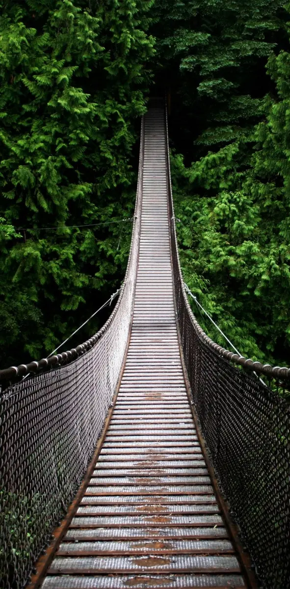 Jungle Bridge