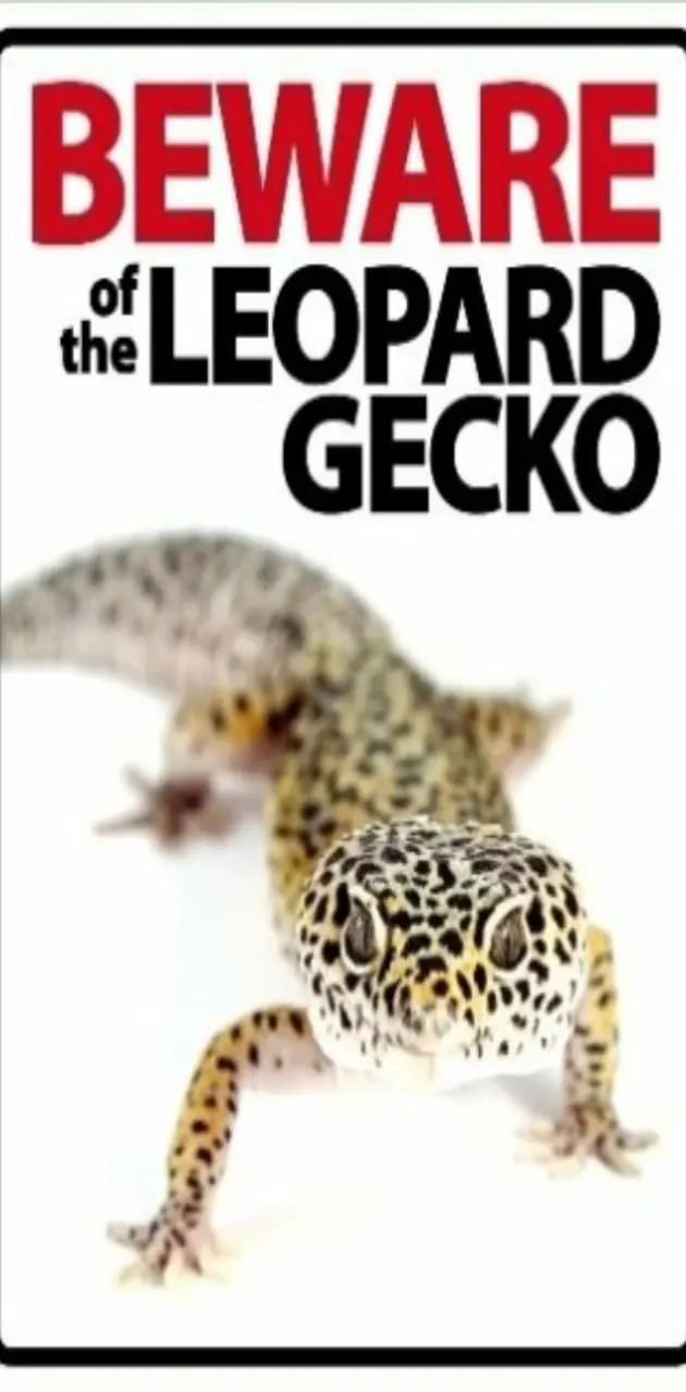 New beware the gecko