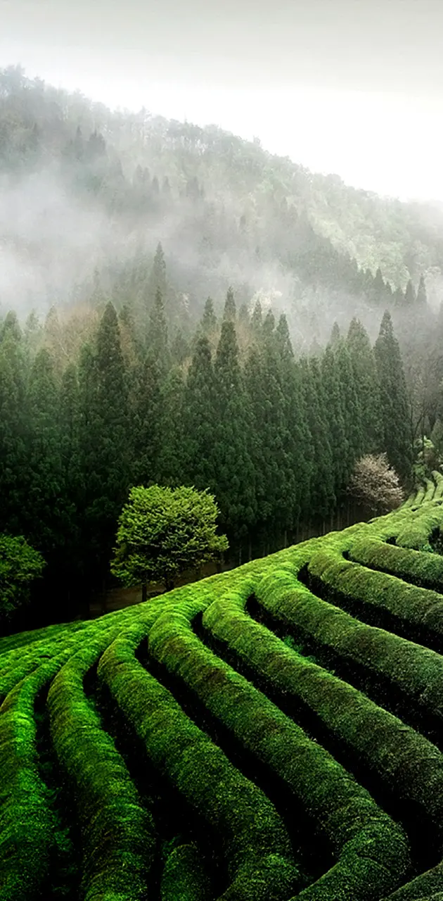 Green Landscape