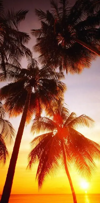 Palms And Sunset