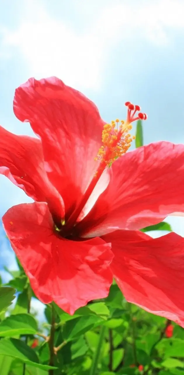 Okinawa Hibiscus