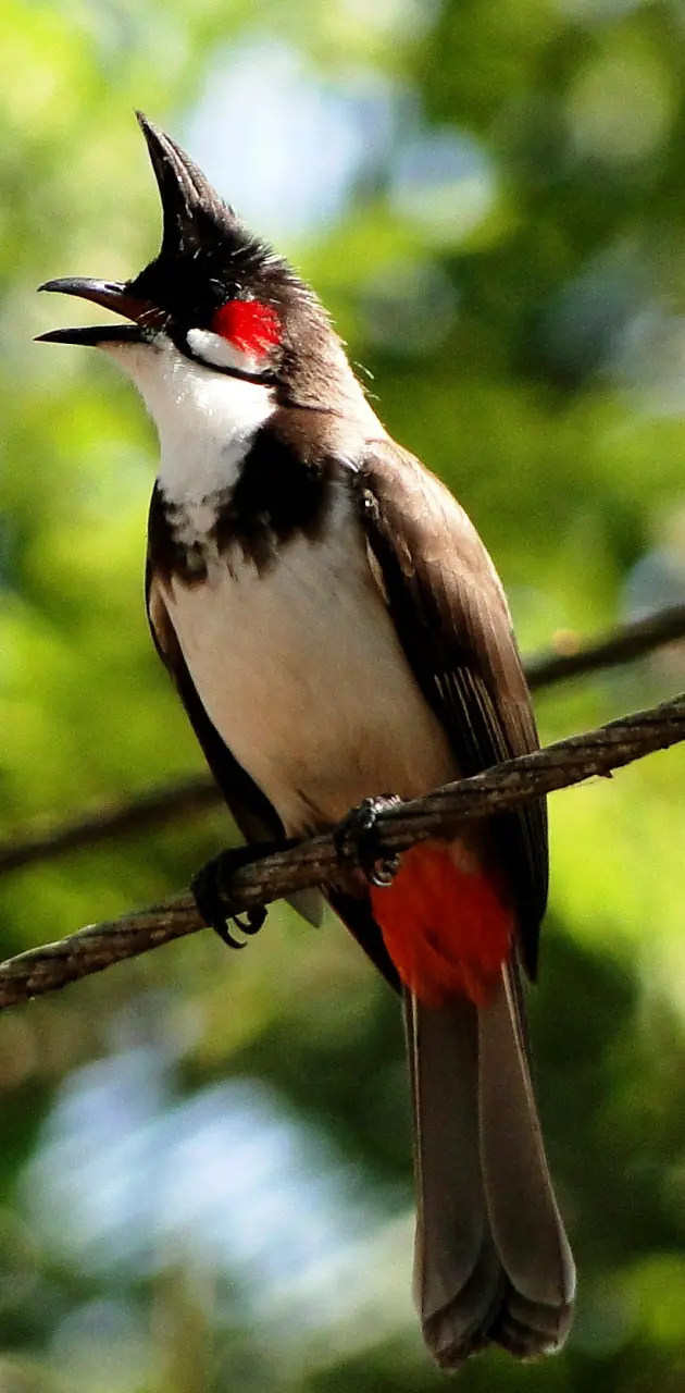 Red Whiskered Bubul