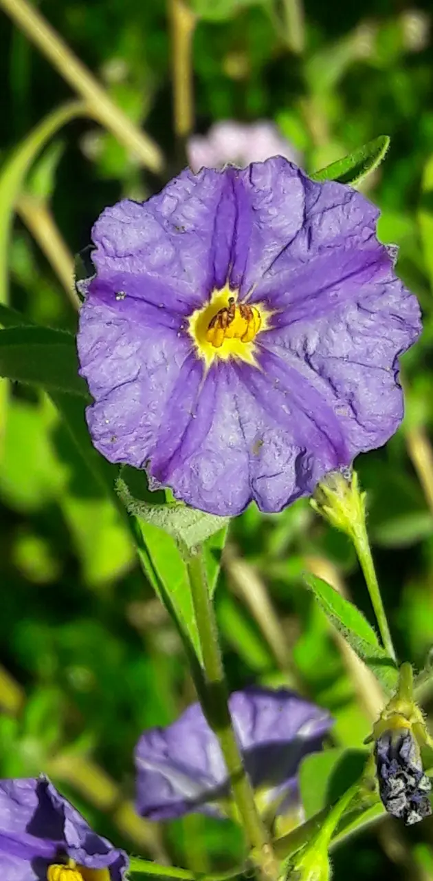 Himalayan Poppies