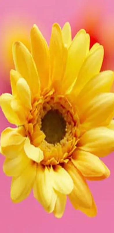 Lovely Sun Flower