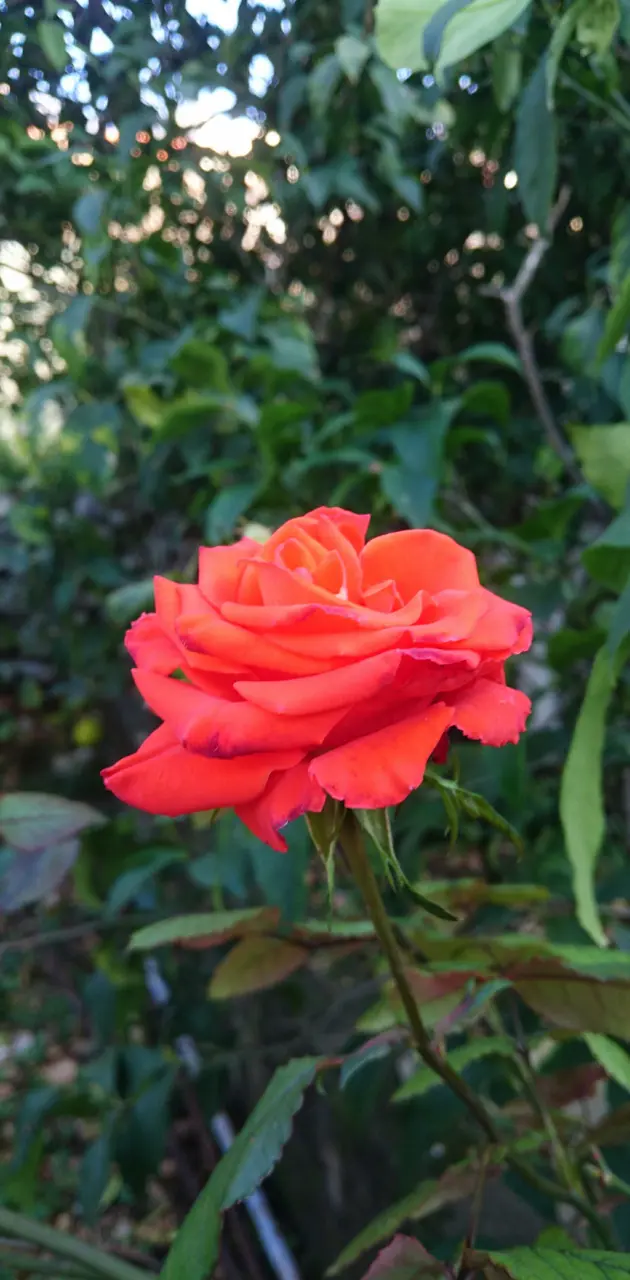 red-flame Rose
