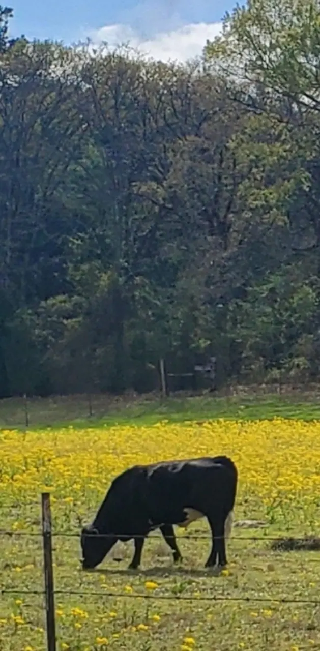 Cow in flowers