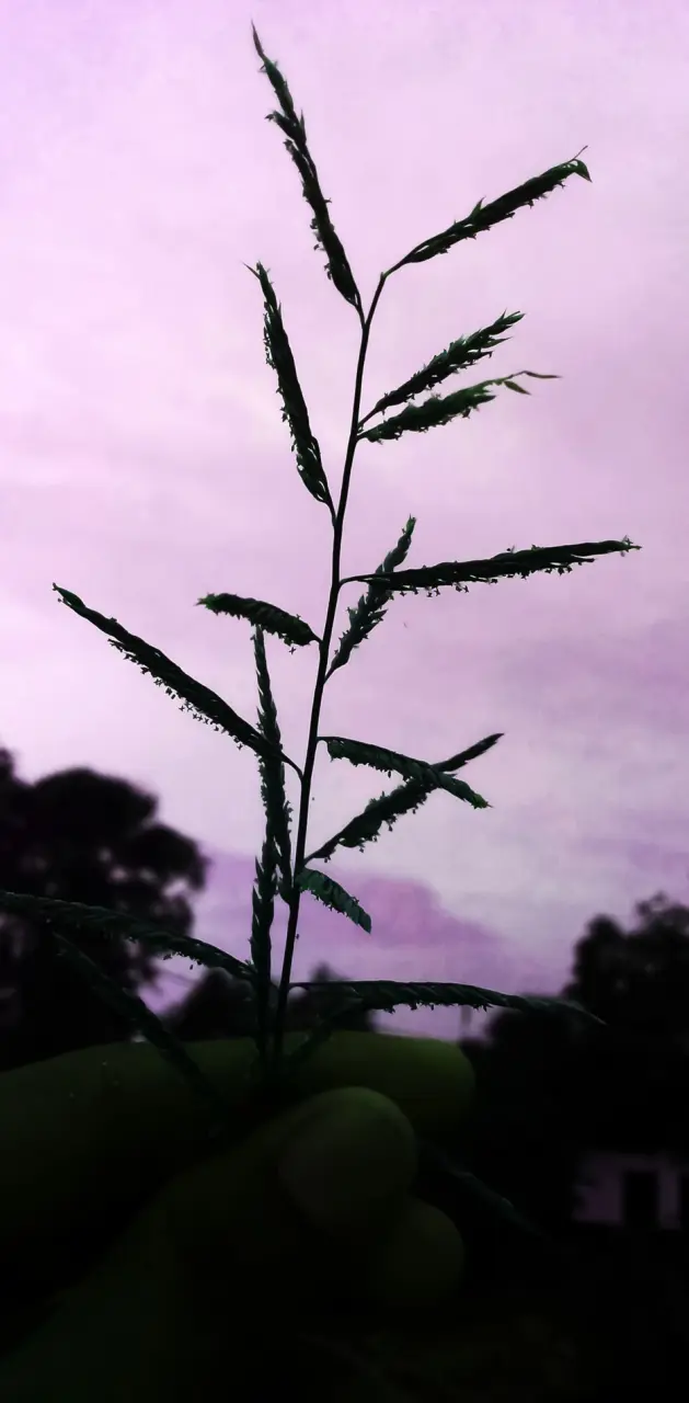 Dark plant in the sky