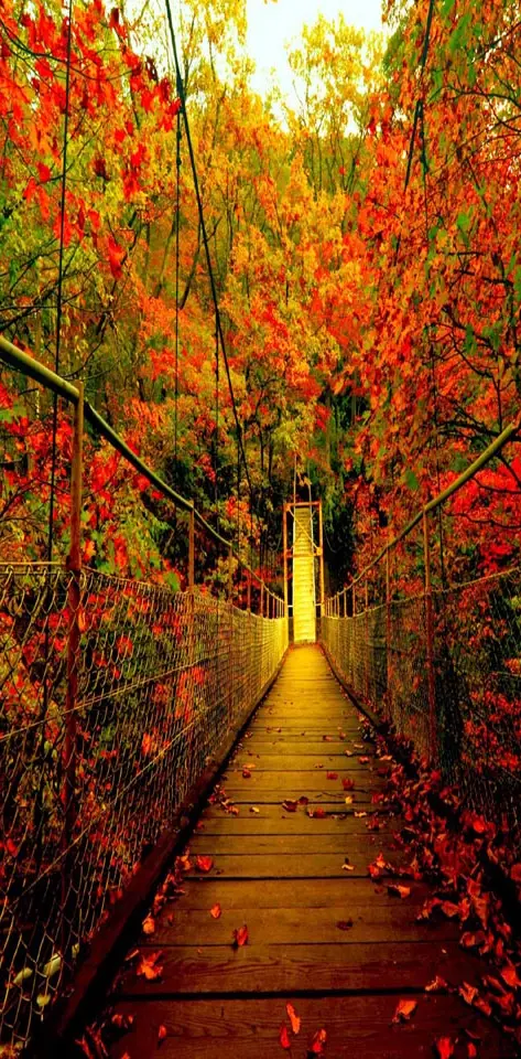 Autumn Forest Bridge
