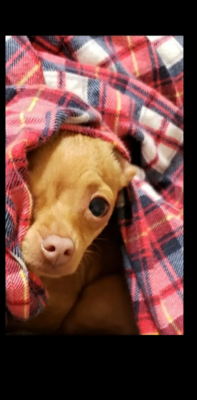 Chihuahua Bella 2