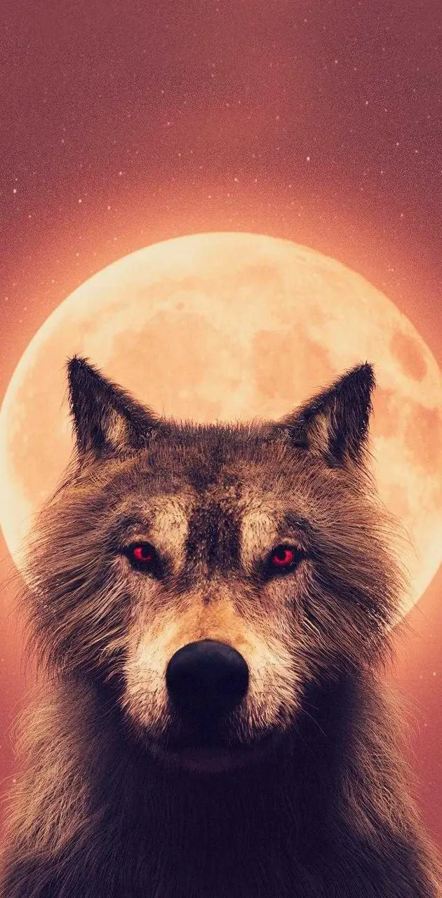 Sunset Wolf